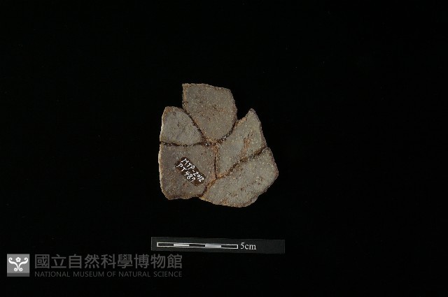 陶片藏品圖，第1張