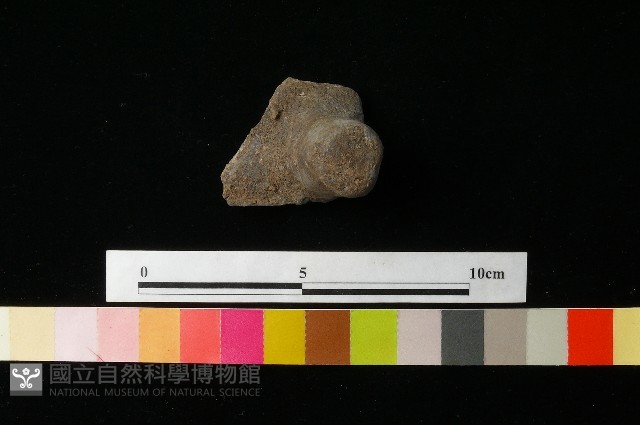 陶蓋藏品圖，第1張