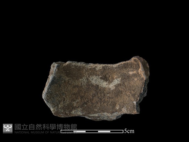 陶片藏品圖，第2張