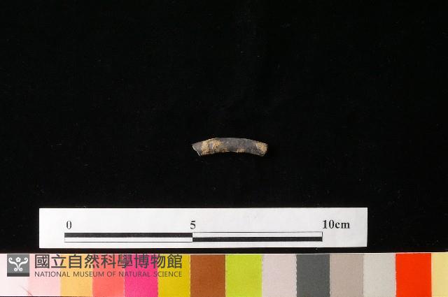 陶環藏品圖，第1張