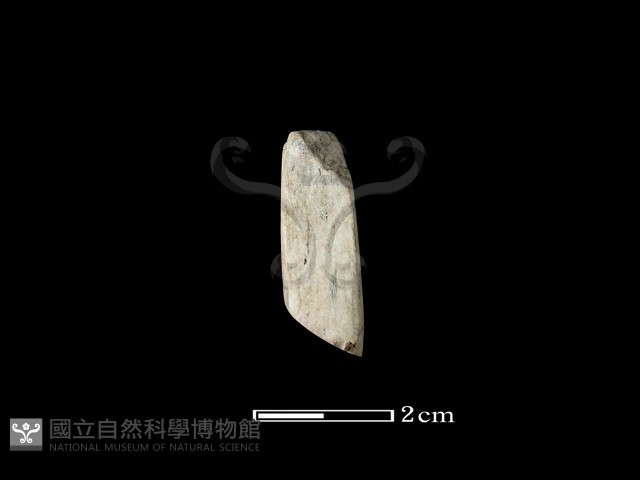 錛鑿形器藏品圖，第2張