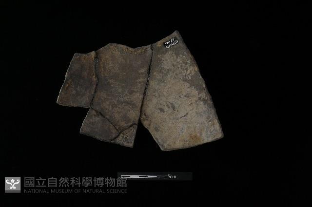 陶片藏品圖，第1張