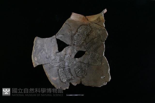 陶罐藏品圖，第1張