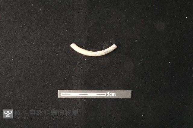 陶環藏品圖，第1張