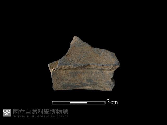 陶片藏品圖，第2張