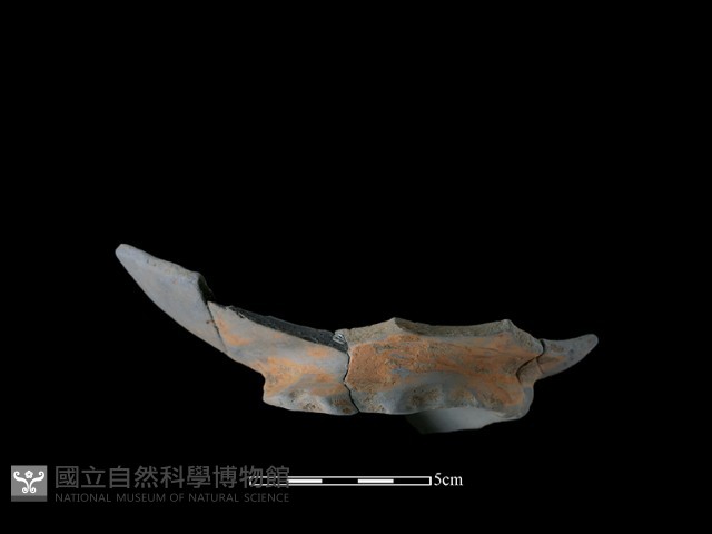 陶片藏品圖，第3張