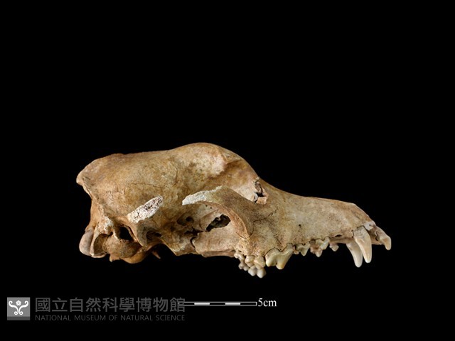 狗骨藏品圖，第2張