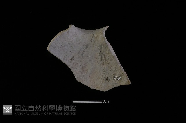 陶罐藏品圖，第2張