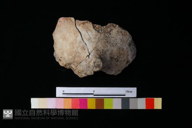 Accession Number:MTP-2012-PT226 Collection Image, Figure 1, Total 3 Figures