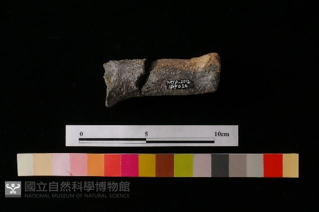 獸足藏品圖，第1張