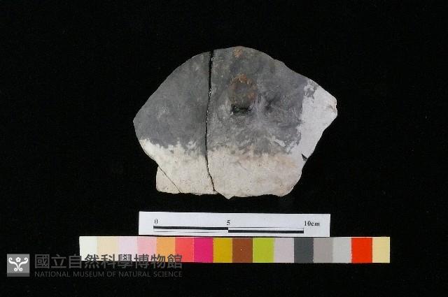 陶蓋藏品圖，第3張