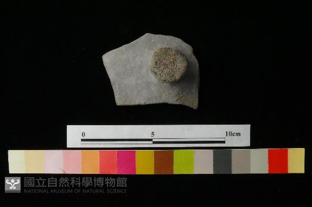 陶蓋藏品圖，第2張