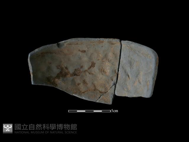 Accession Number:NSKII-2017-254 Collection Image, Figure 1, Total 3 Figures