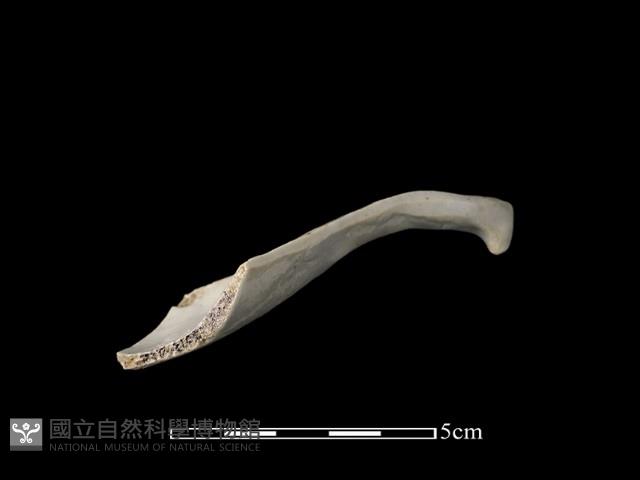 湯匙藏品圖，第1張