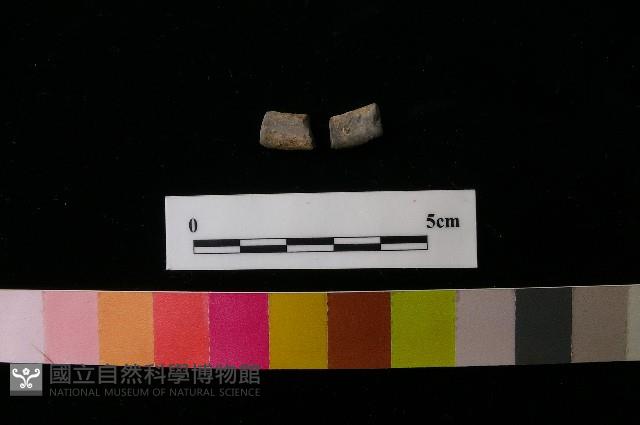 陶環藏品圖，第1張