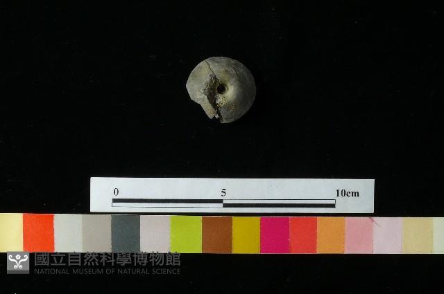 紡輪藏品圖，第3張