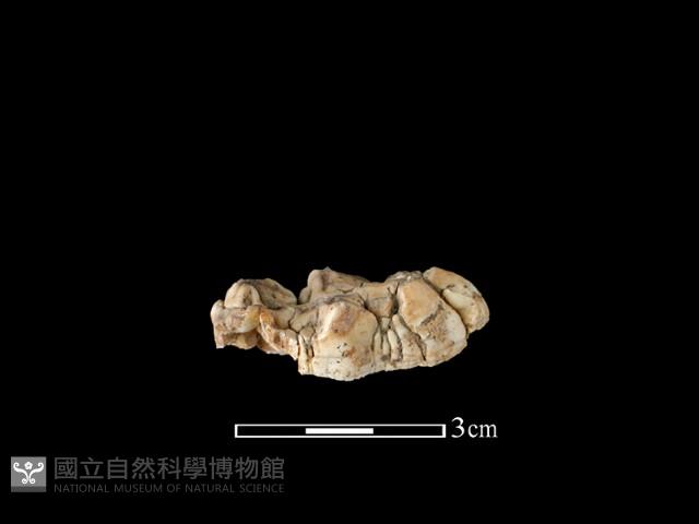 野豬骨藏品圖，第2張