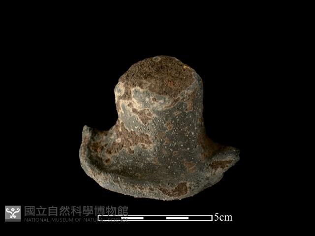 陶蓋鈕藏品圖，第1張