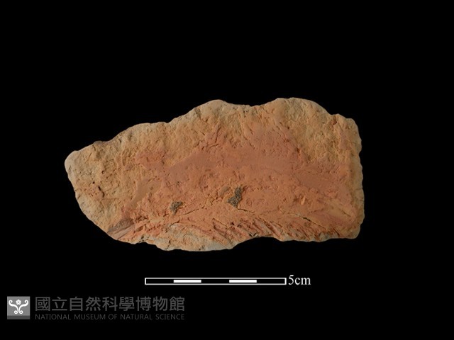 連杯形器藏品圖，第1張