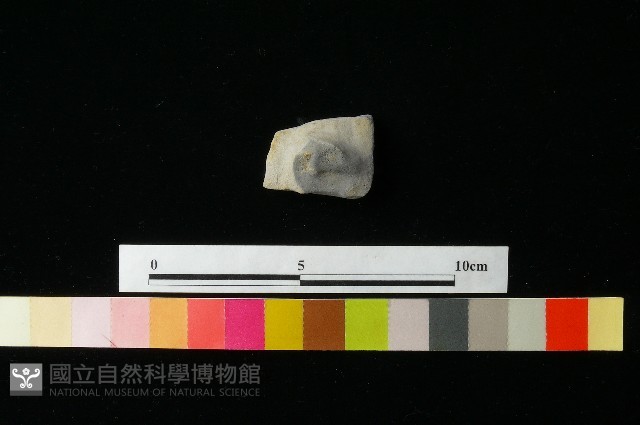 陶蓋藏品圖，第1張