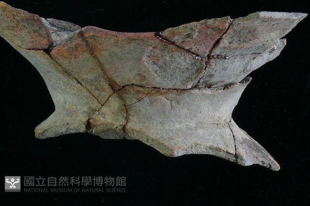 豆形器藏品圖，第12張