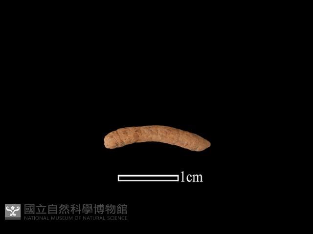 陶環藏品圖，第1張