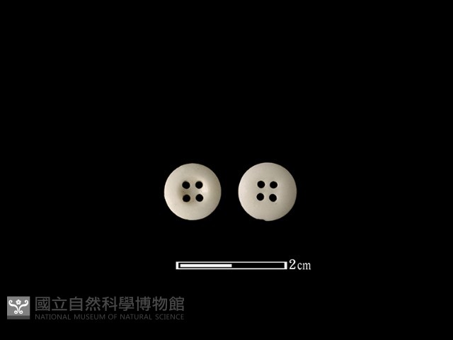 鈕扣藏品圖，第1張