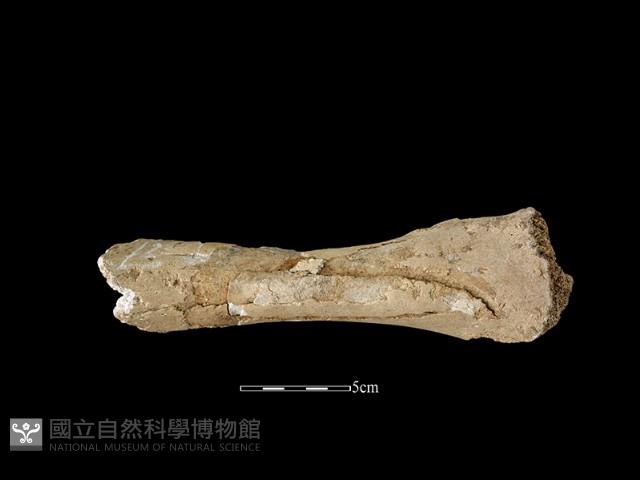 牛骨藏品圖，第2張