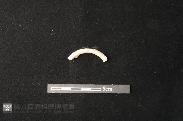 陶環藏品圖，第1張