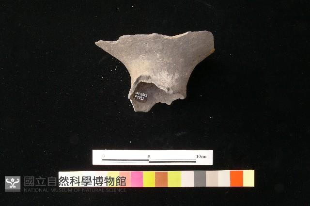 陶片藏品圖，第2張