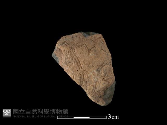 陶片藏品圖，第1張