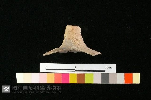 陶蓋藏品圖，第1張