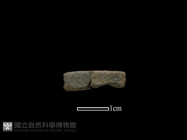 陶環藏品圖，第1張