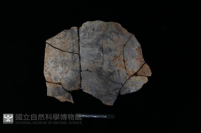 陶片藏品圖，第1張