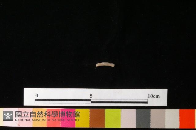 陶環藏品圖，第1張