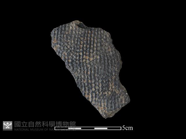 陶片藏品圖，第1張