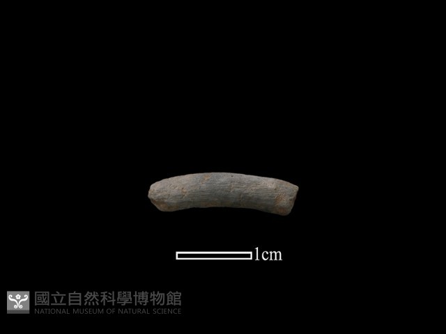 陶環藏品圖，第1張