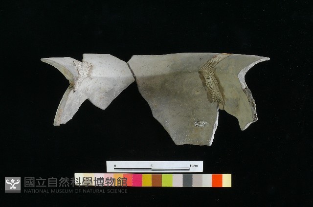 陶罐藏品圖，第2張