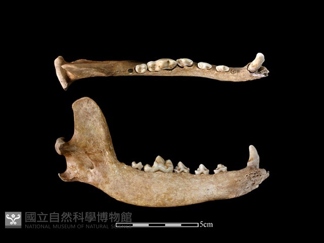 狗骨藏品圖，第2張