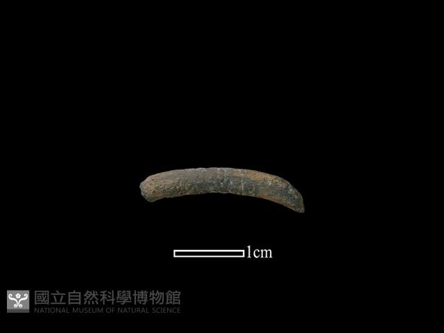 陶環藏品圖，第1張