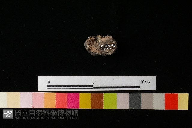 陶蓋藏品圖，第2張