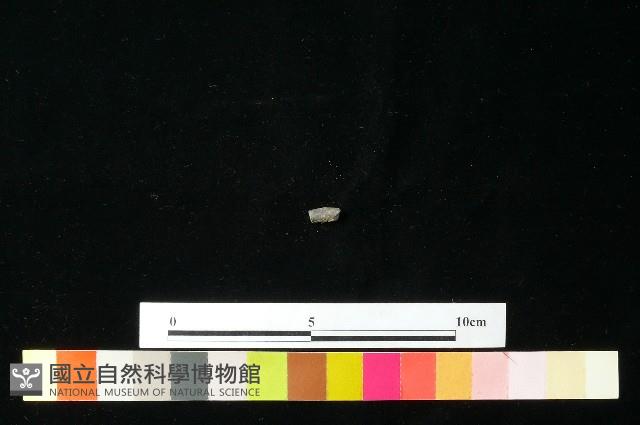 陶環藏品圖，第1張