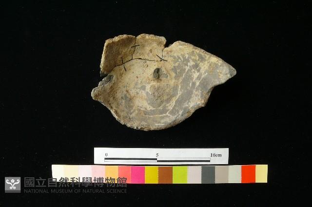 陶蓋藏品圖，第2張