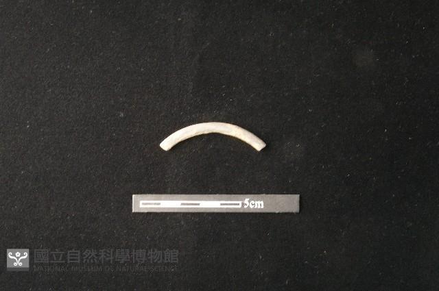 陶環藏品圖，第2張