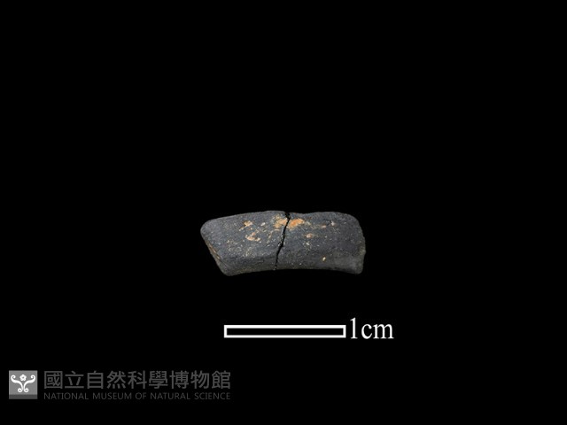 陶環藏品圖，第1張