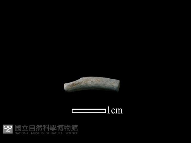 陶環藏品圖，第1張