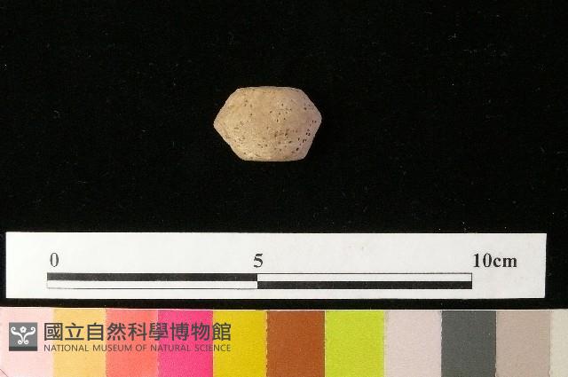 紡輪藏品圖，第1張