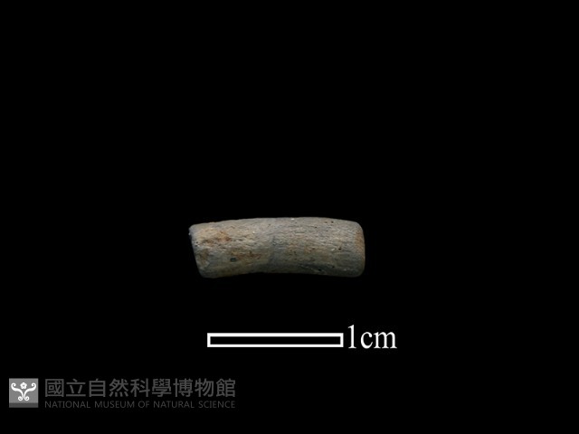 陶環藏品圖，第1張