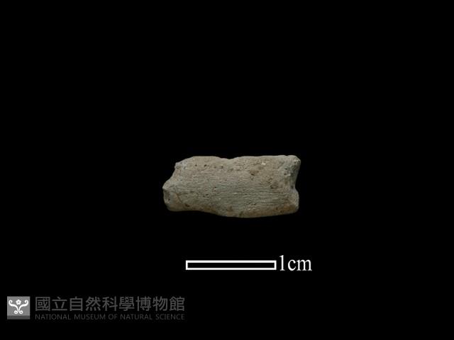 陶環藏品圖，第1張