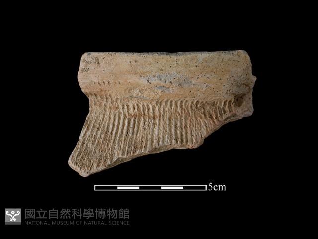 陶罐藏品圖，第1張